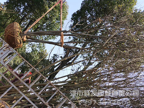 金華小多桿樸樹(shù)發(fā)車-(4)