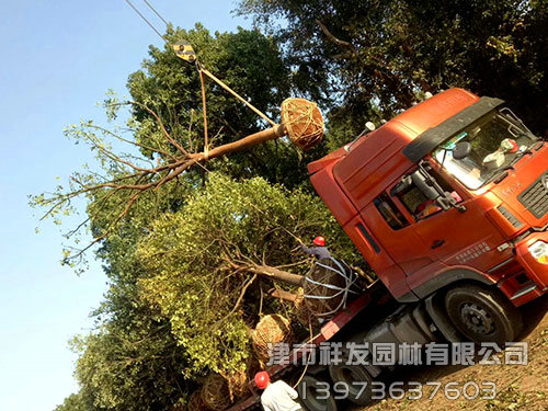 20公分香樟，多桿香樟發(fā)車-(1)
